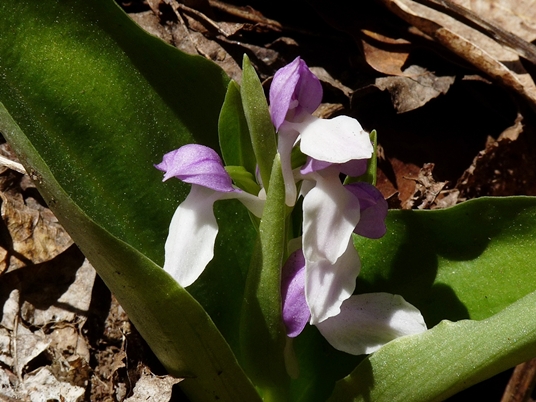 {Galearis spectabilis}